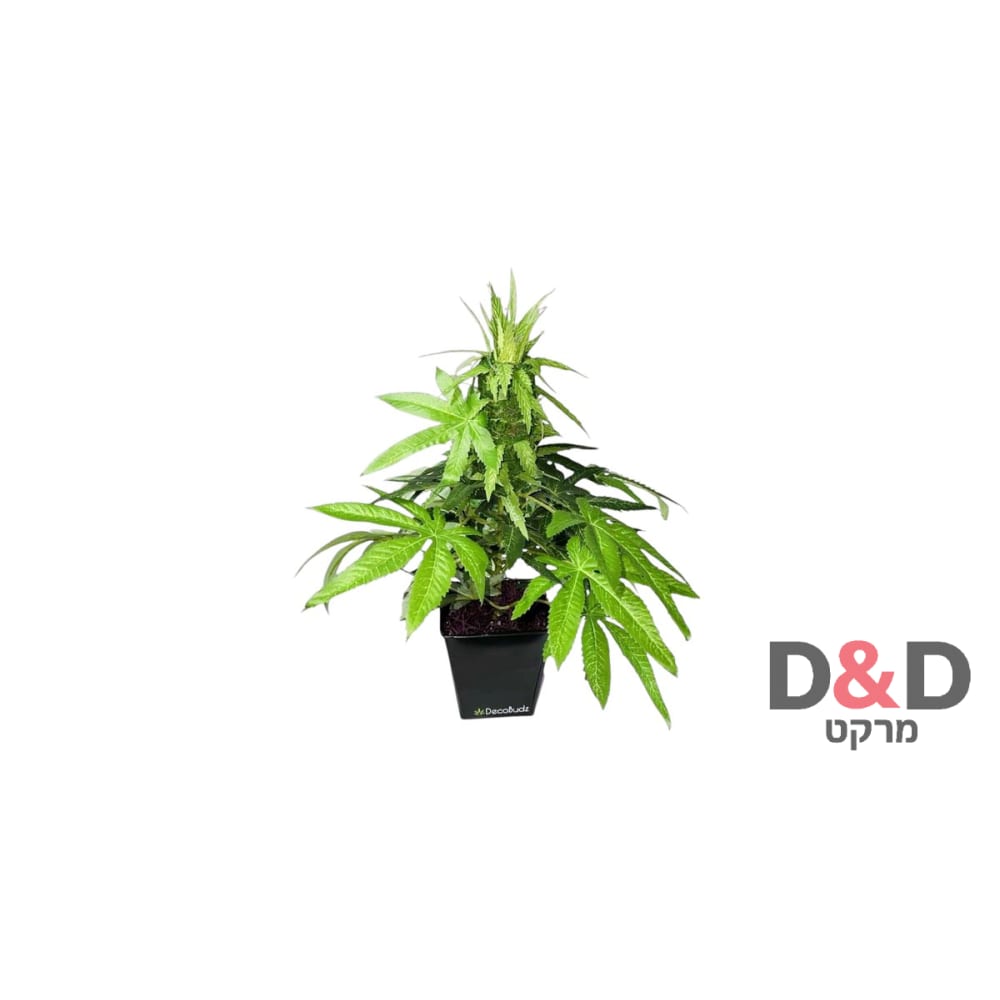 עלה קנאביס - צמח עשב מזויף